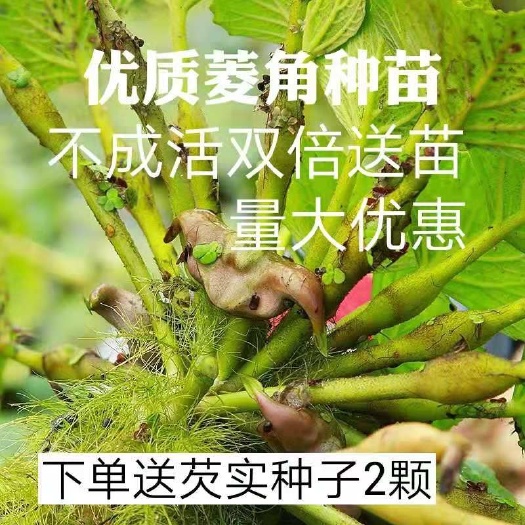 菱角种苗  高产菱角种子菱角苗种植净化水质青菱角红菱角种子苗