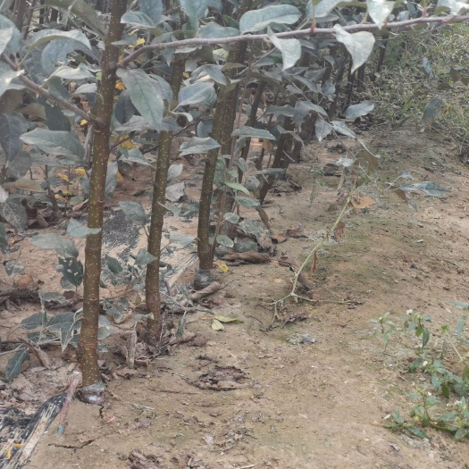 泰安 鲁丽嫁接苹果树苗 量大优惠