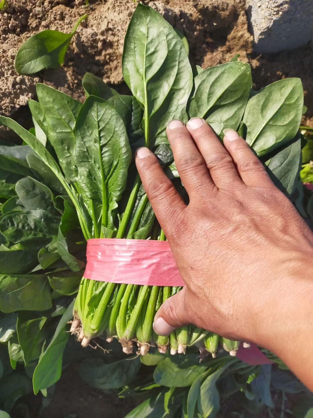  圓葉，小葉菠菜大量供應(yīng)！