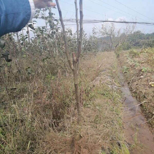 翠冠梨苗  当年挂果脆冠梨树苗，保证品种，欢迎实地考察，量大