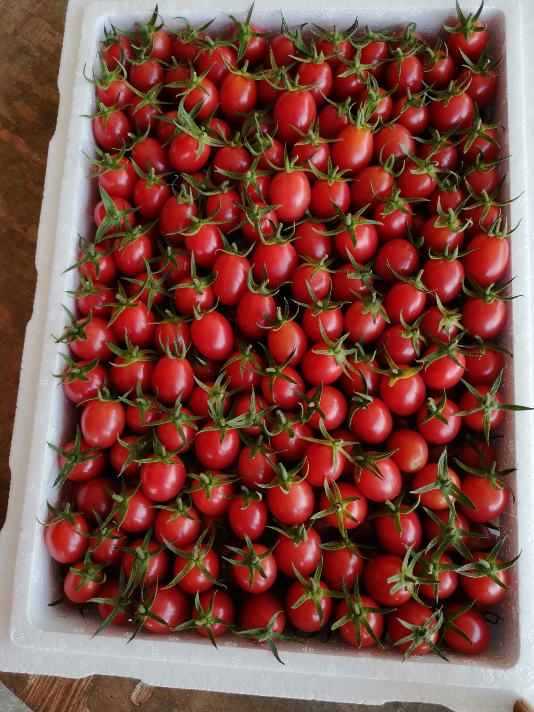 千禧圣女果  海南陵水圣女果千禧现在已大量上市，欢迎电商批发