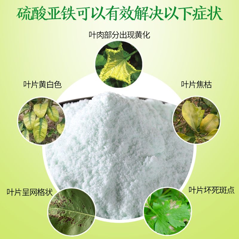  粉状硫酸亚铁花用 酸性 茉莉茶花园艺通用型肥料花卉营养液溶