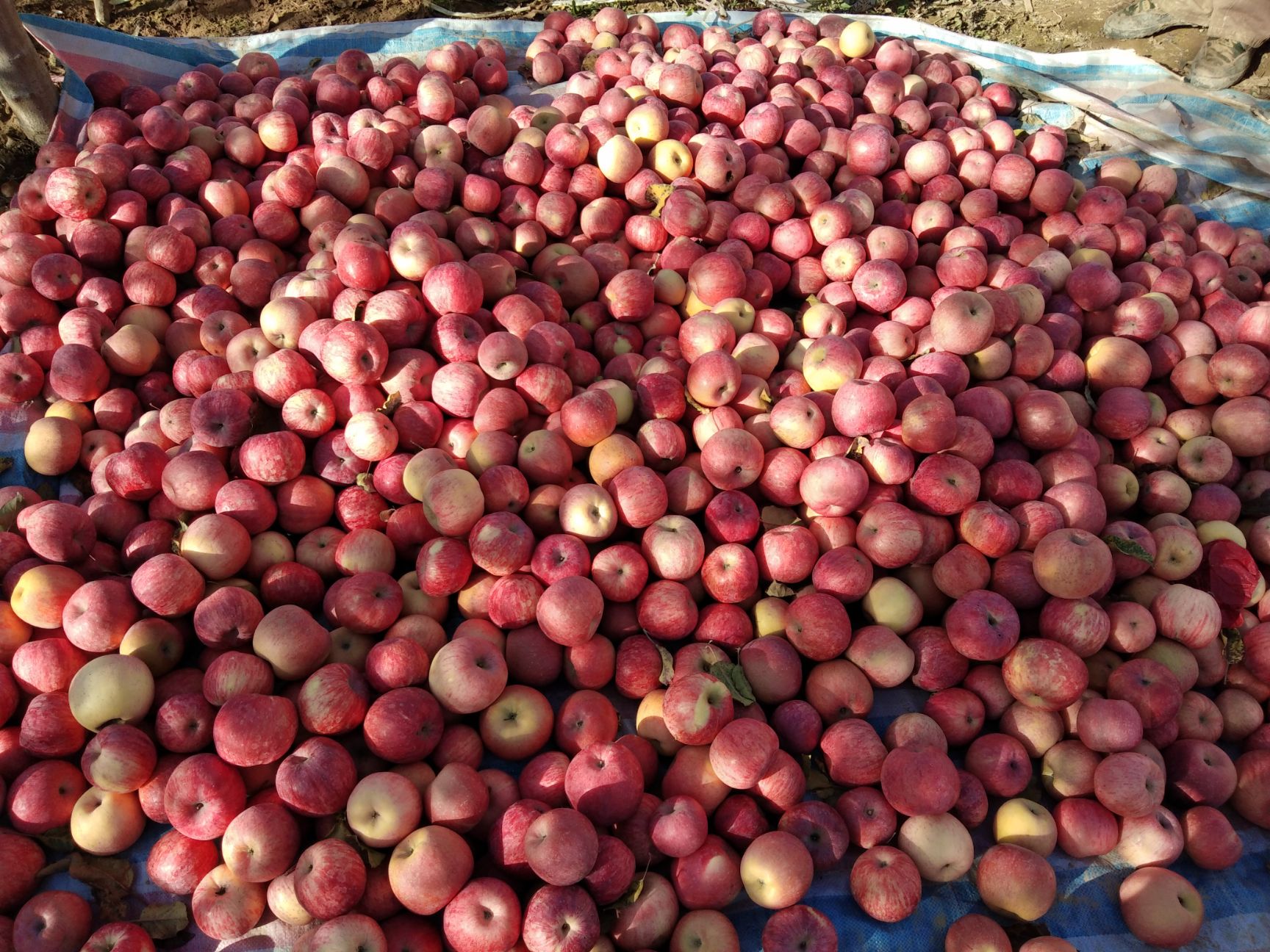 陕西白水红富士冰雹苹果大量出库供应中