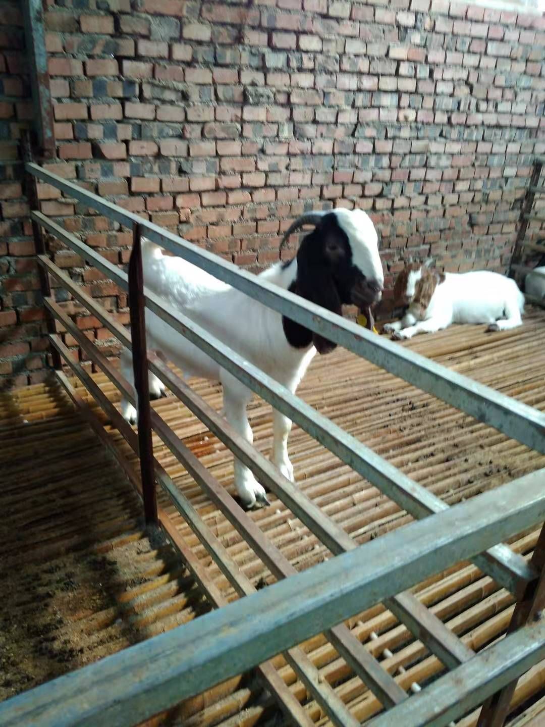 山羊  本场坚持自繁自养，种羊品质好，防疫全面。