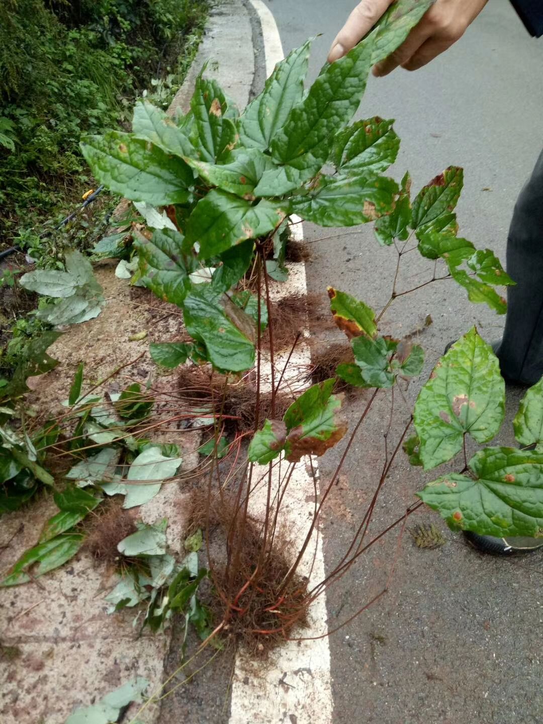 淫羊藿种苗  淫羊藿苗大量供应上亿株，成年苗整株