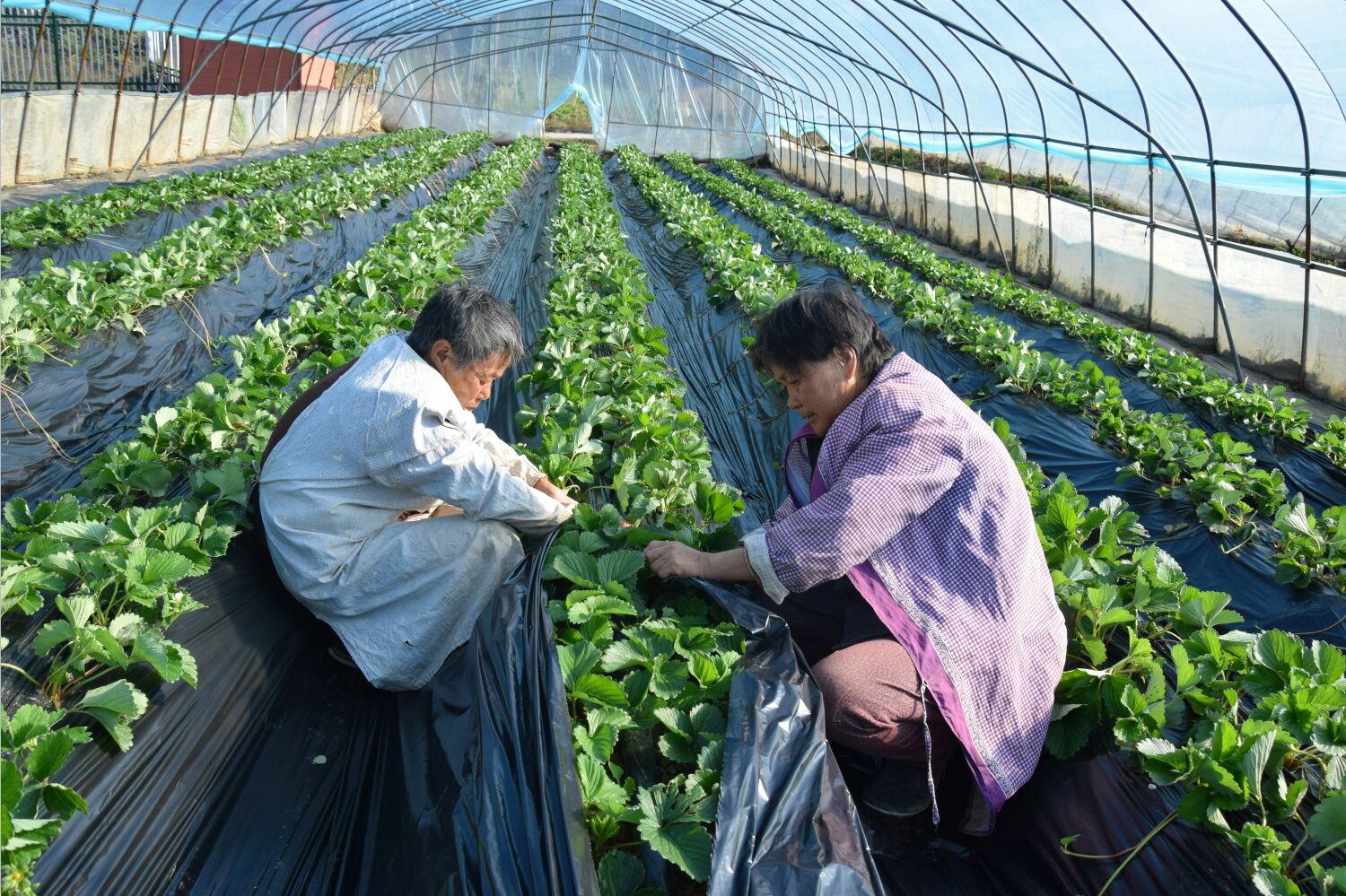  有机草莓火龙果采摘销售，欢迎实地品尝考察合作.