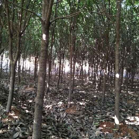 茶陵县 丹桂4一6公分
