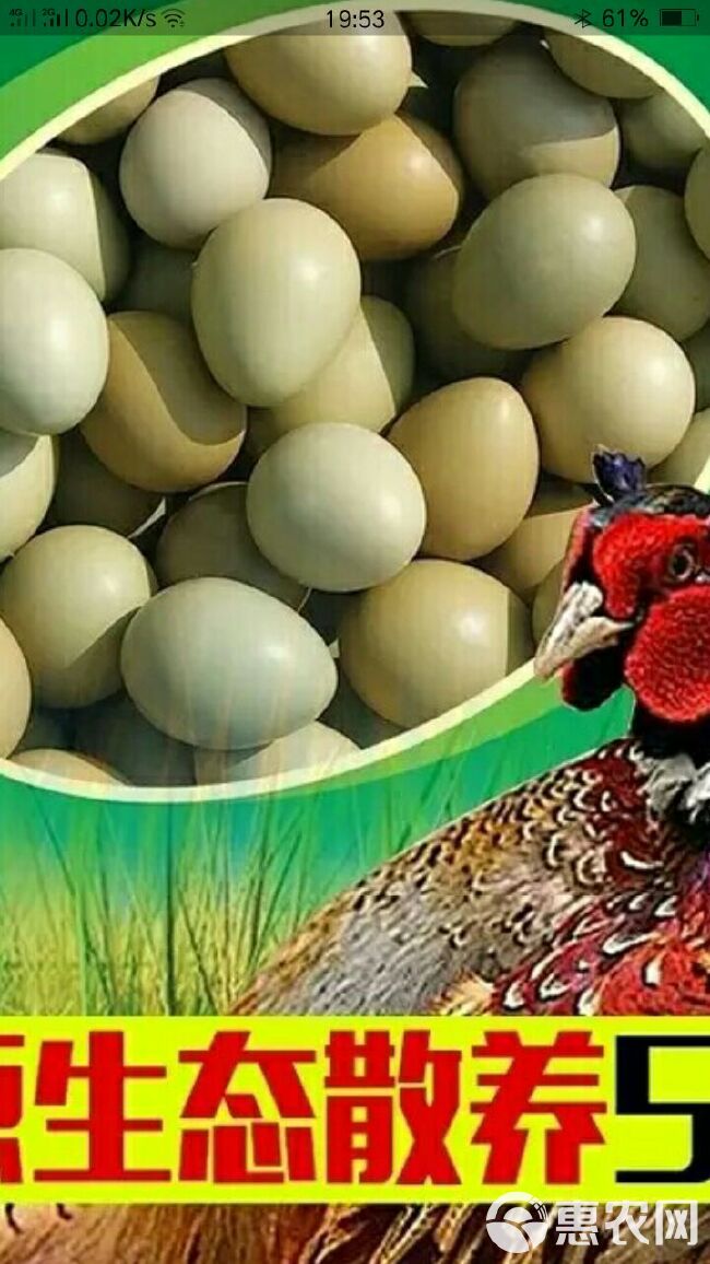 山地土鸡蛋蛋，是蛋类产品中的佼佼者，被誉为黄金蛋。