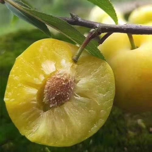 灵山县蜂糖李树苗 蜂糖李苗
