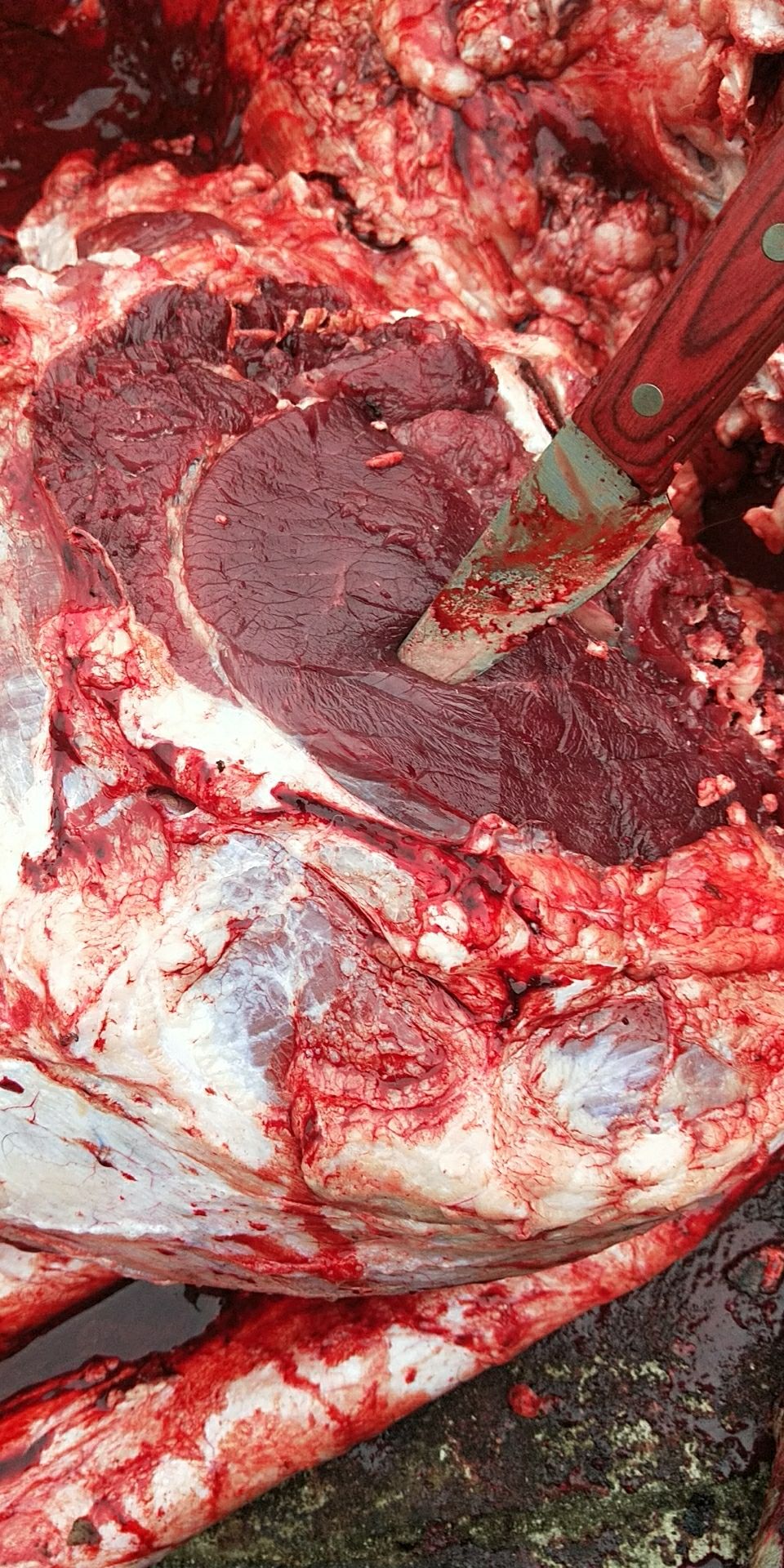 牛肉类  牛肉