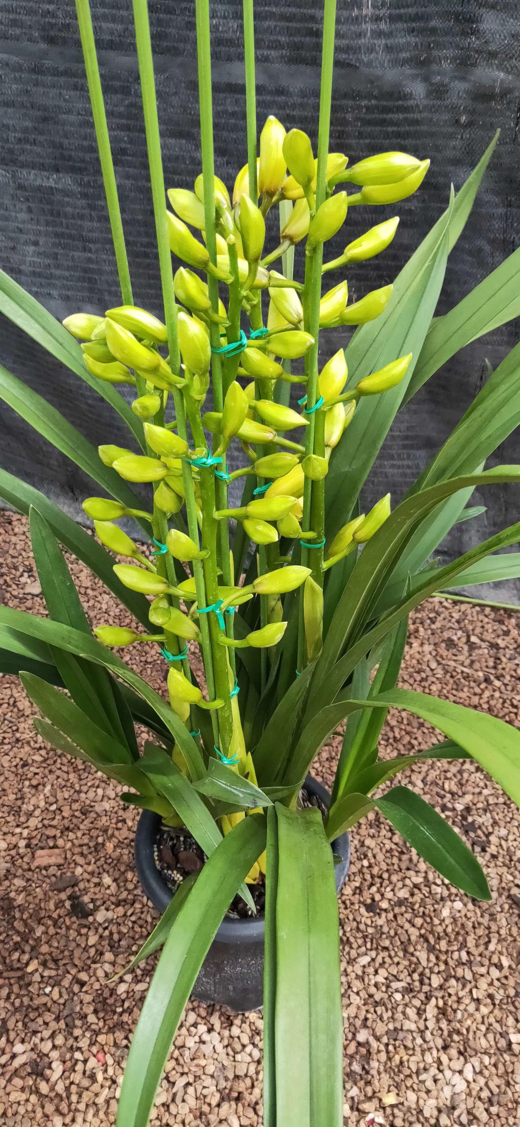 大花惠兰 大花卉兰现货供应