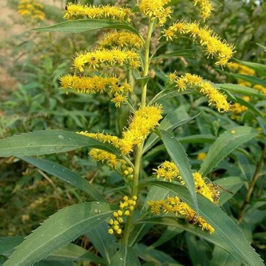 苍南县一枝黄花
