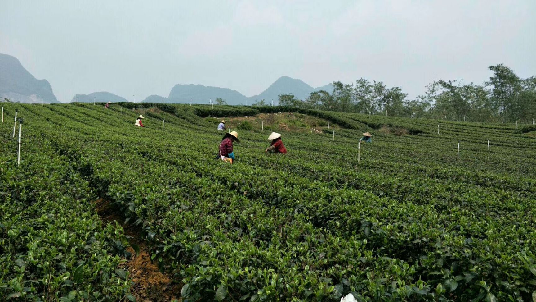  英红九号（夏茶）
