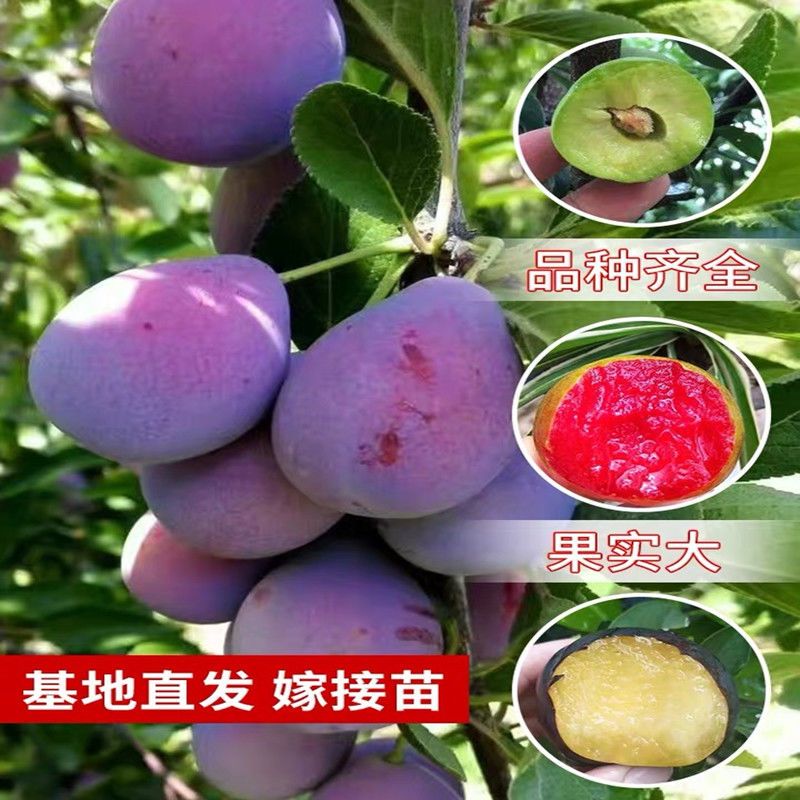  新品种李子树苗品种齐全现挖现发基地直供保湿发货包品种包结果