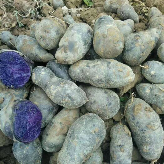 肇州县 批发黑金刚黑土豆，内蒙古基地种植。口感好，品质佳。