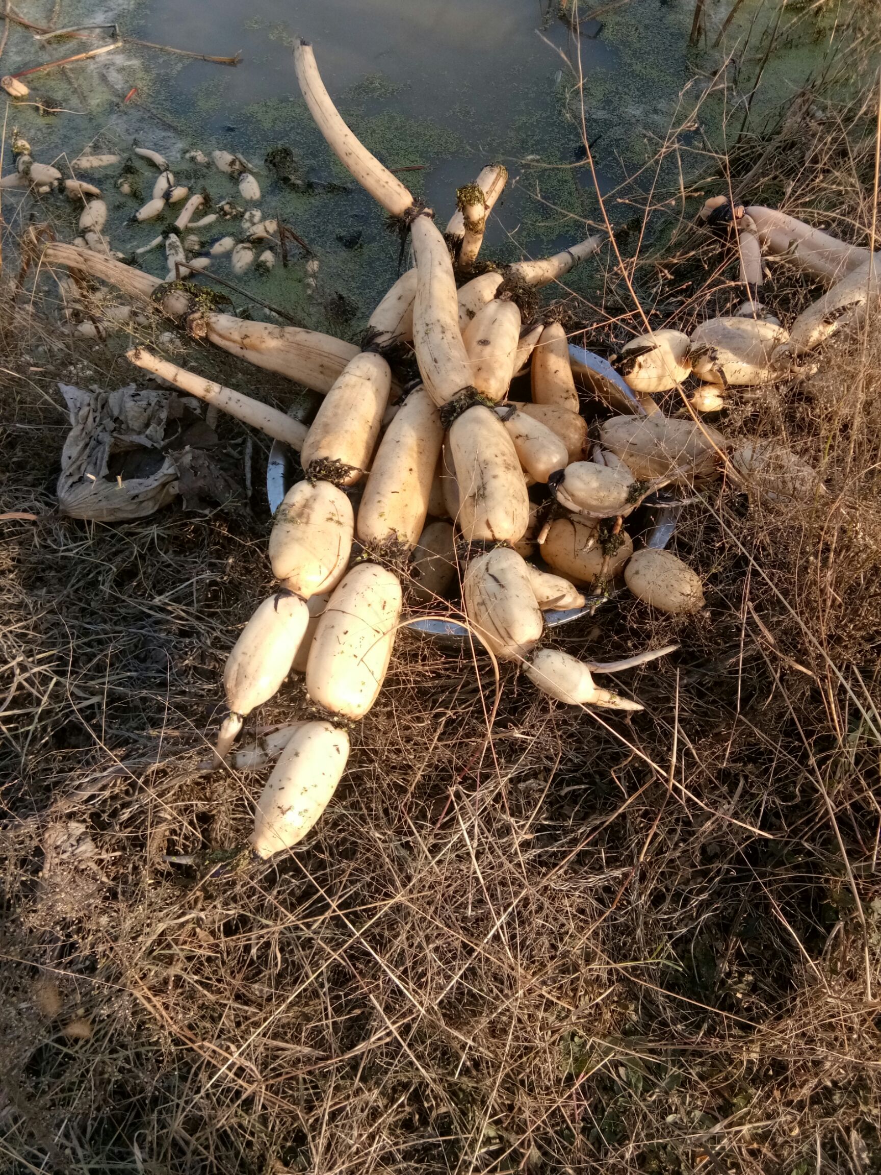 鄂莲6号 鄂莲 无水锈 节圆润 饱满