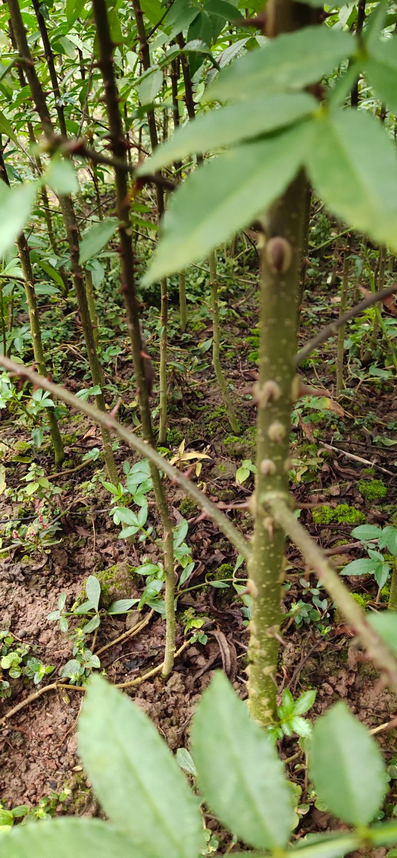  九叶青花椒苗