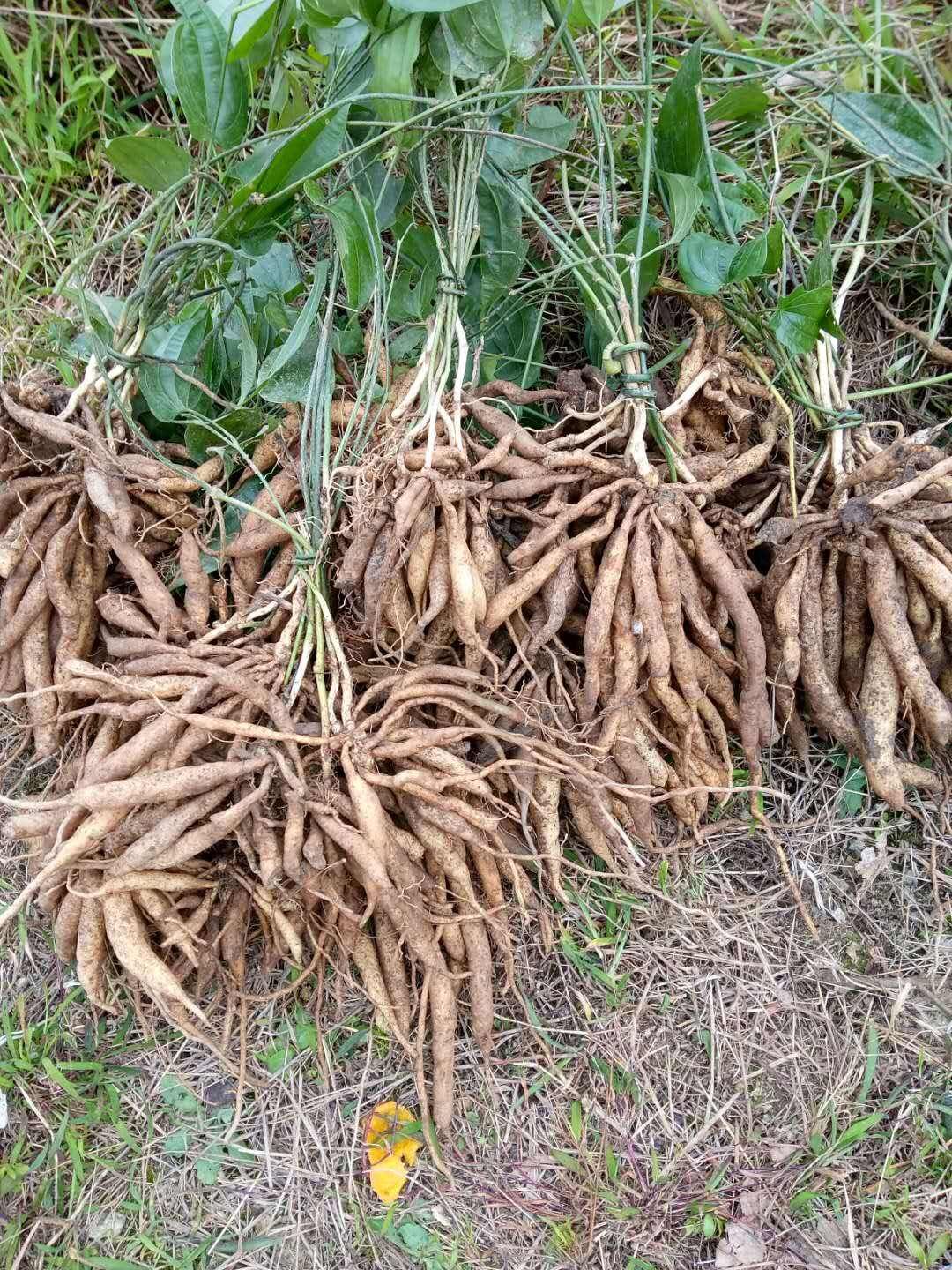 供应大厅  中药材  百部 收藏 分享