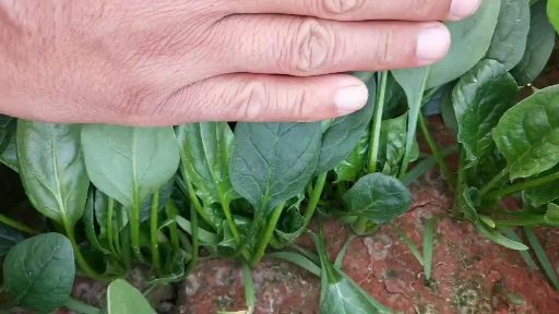  圓葉，小葉菠菜大量供應(yīng)！