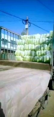 北京新3号  滕州白菜，北京新三号，专业供应超市，市场泡菜场