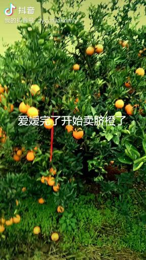 眉山9号脐橙 60 - 65mm 4两以下