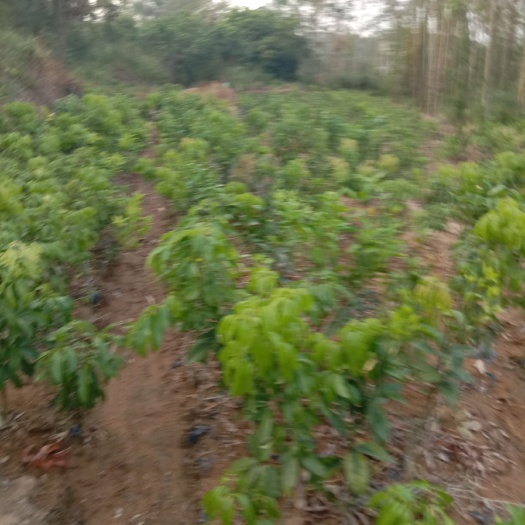 玉林仙进奉荔枝苗 优质荔枝仙进奉，无核荔枝嫁接苗