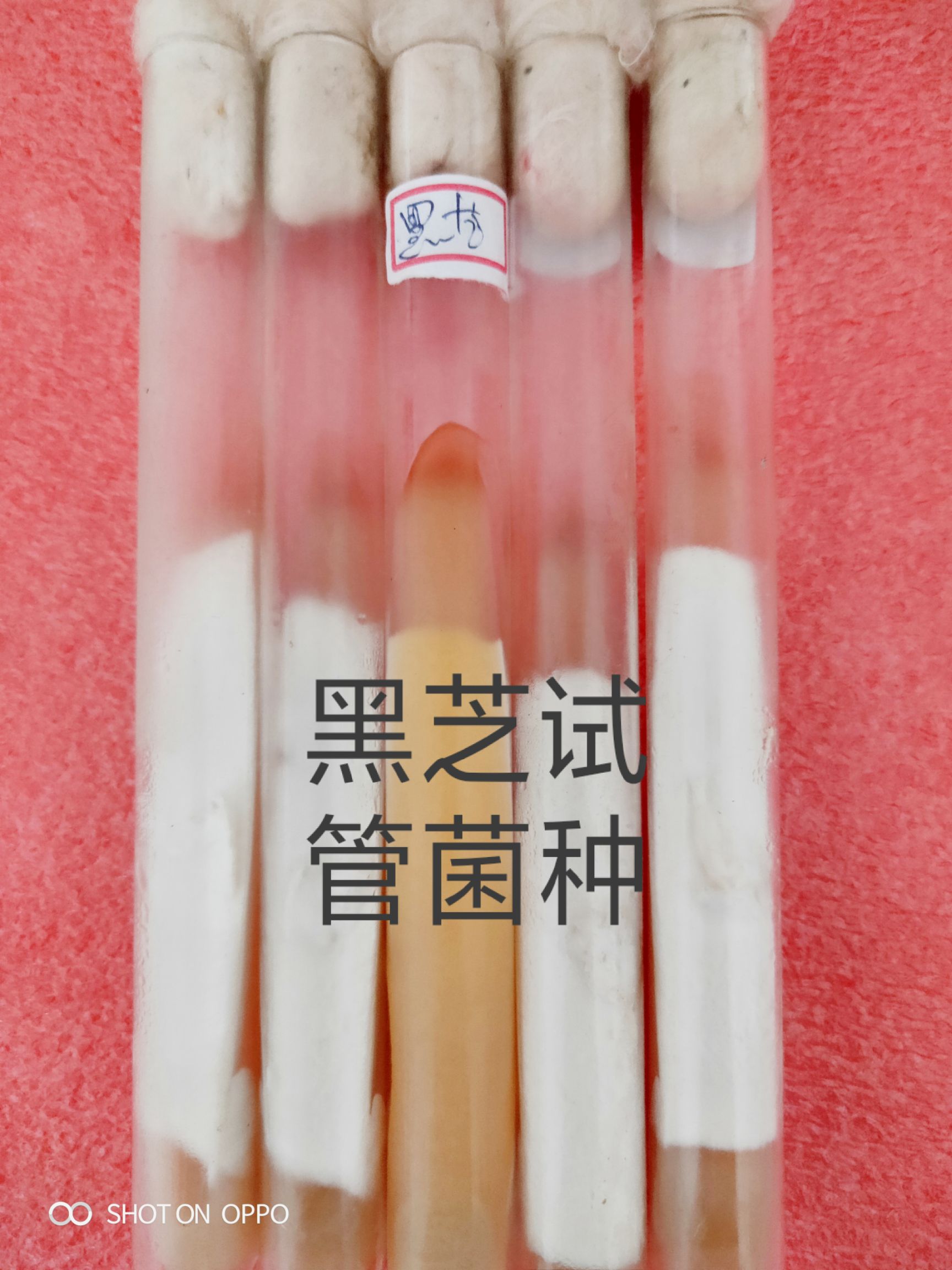 栽培基质  食用菌试管空白培养基，PDA配方，适合各种菌丝生