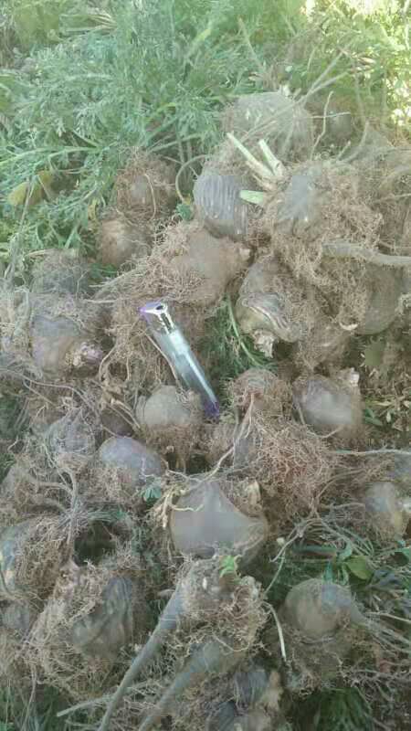 黑玛咖 丽江黑玛卡