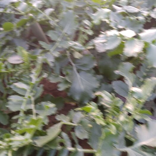 潍坊潍县青萝卜 1~1.5斤