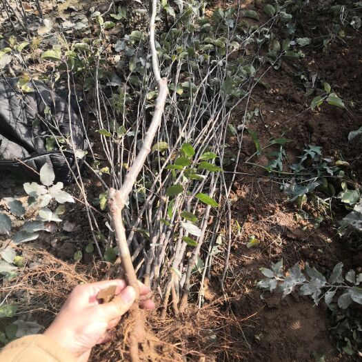 泰安矮化红富士苹果苗 矮化中间砧木苹果苗，品种有烟富8，烟富10，鲁丽，华硕