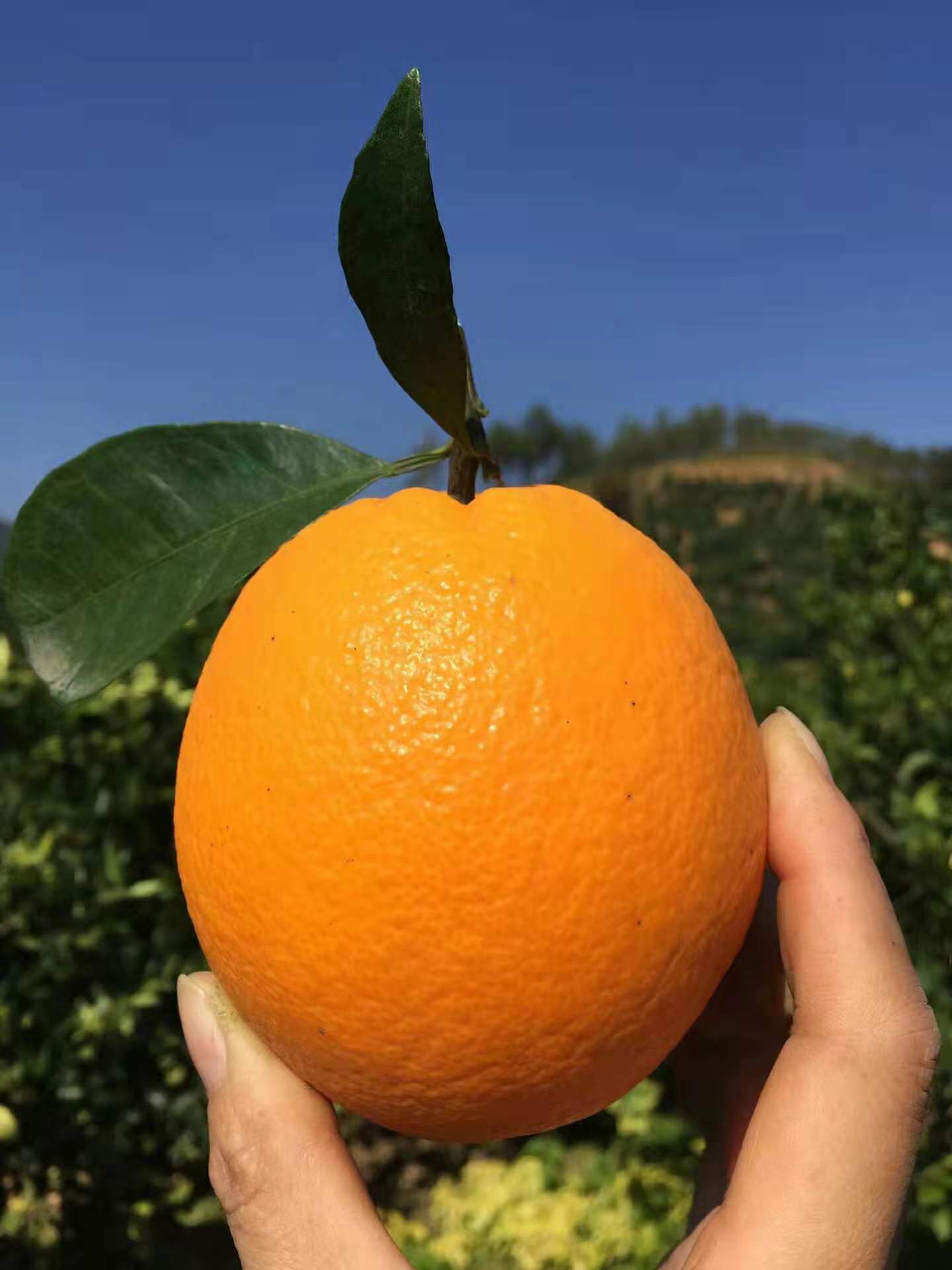赣南脐橙 我有🍊心，你有🍊意，中间有快递。11月的脐橙就像初恋。