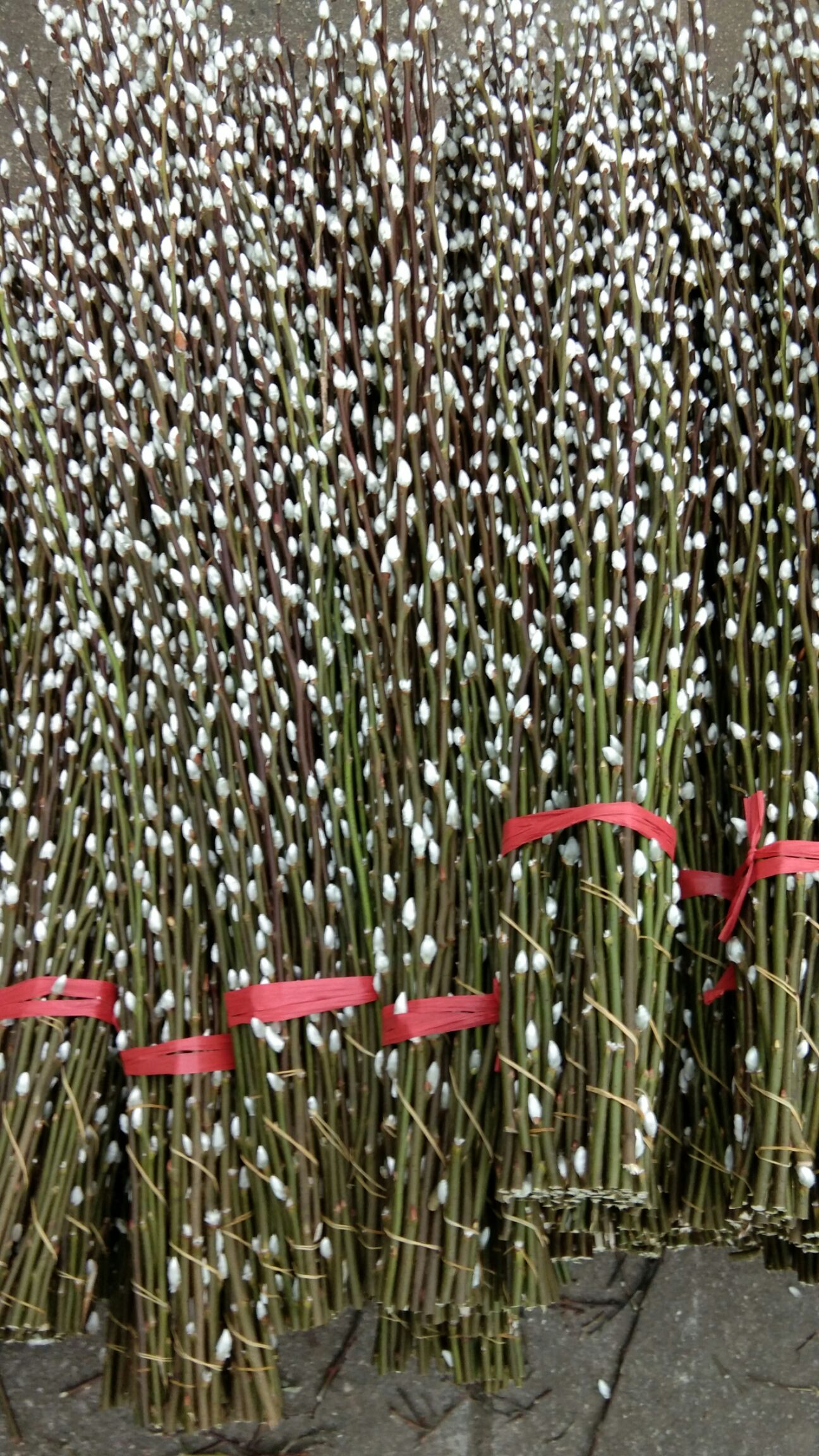  我家银柳丰收了