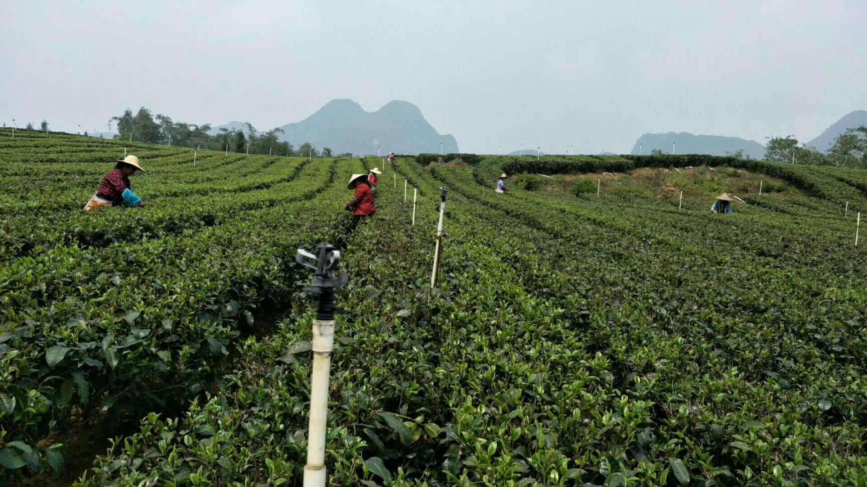  英红九号小青柑