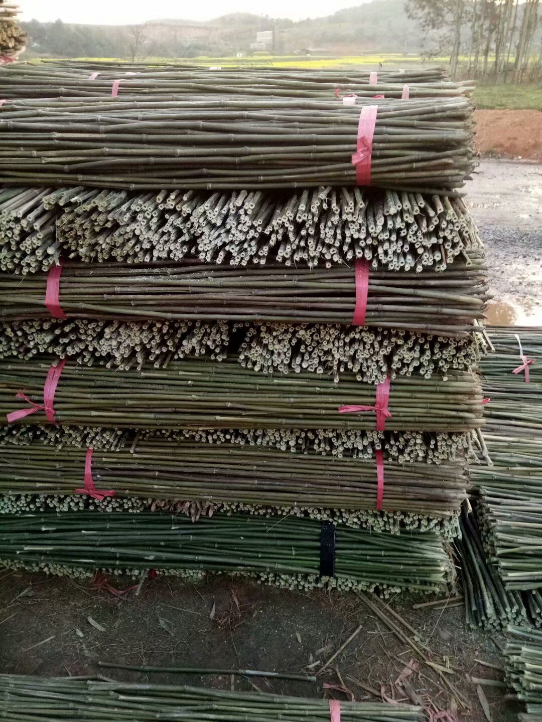 优质竹竿，菜架竹，金竹，竹子产地直销