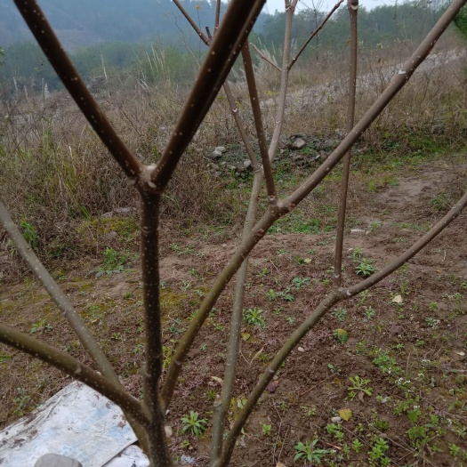 全州县吴茱萸苗