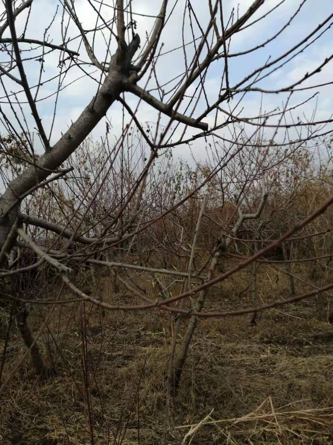 中油4号桃树苗 中油四号油桃树