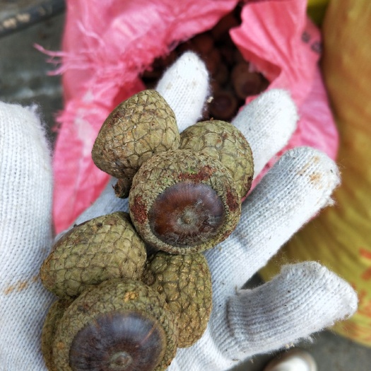 岑溪市大山里的风流果，有现货，有带皮鲜果，有刚去好皮。懂行来撩，