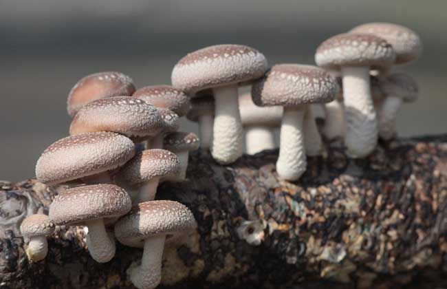 香菇9608 鲜香菇 2.5cm~4cm