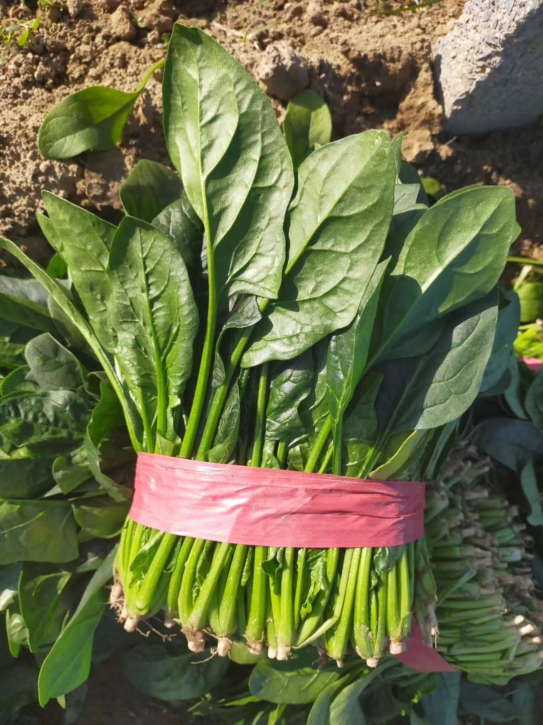  大量供应优质菠菜！20－30公分