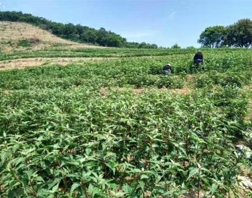 容县人参果苗 自家培育的人参苗，一年后可收人参，每亩最高可产值10万