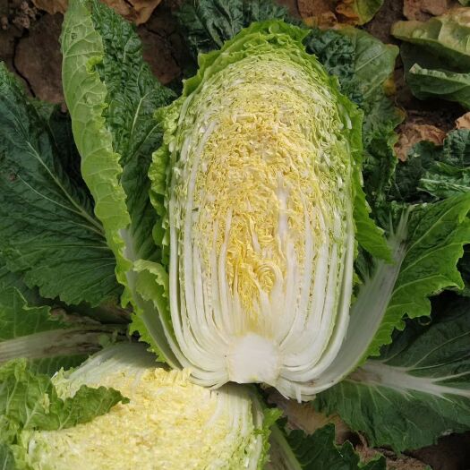 夏邑县韩国黄心白菜  黄心菜