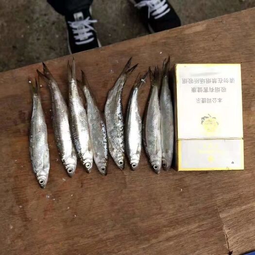 深圳 白条鱼，白肖鱼，蓝刀鱼，小鱼，鱼