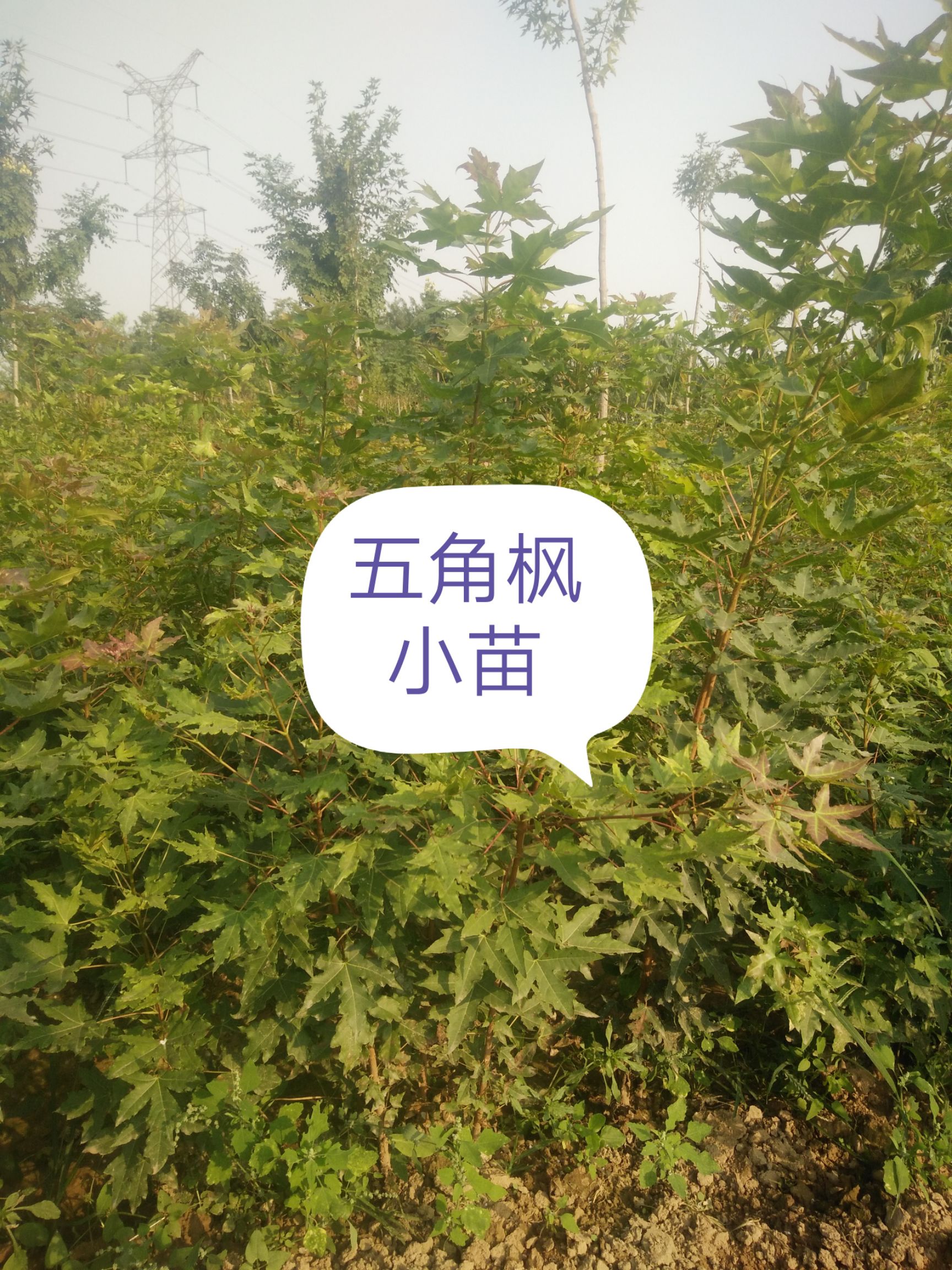 五角枫，元宝枫小苗