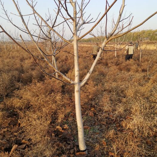 万荣县新疆薄壳核桃苗  核桃树