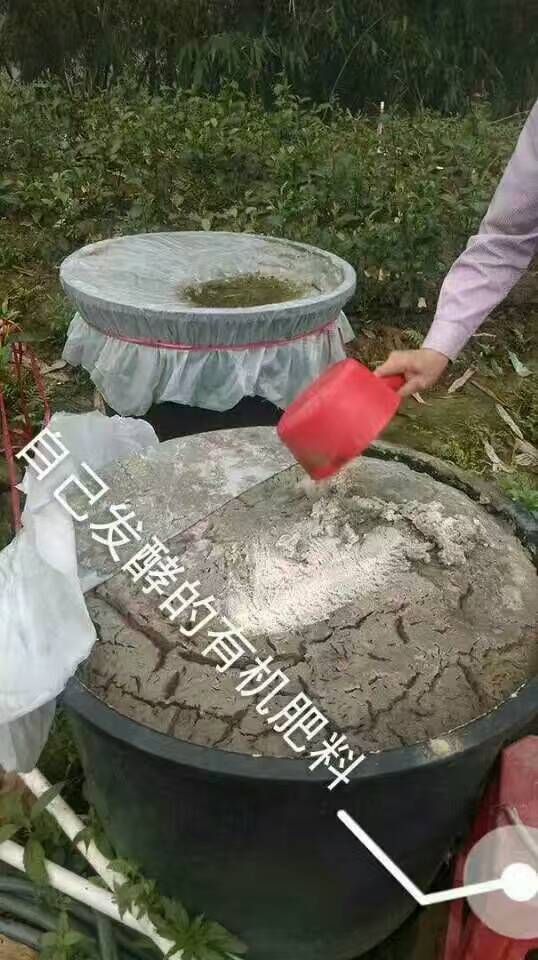  英红九号（夏茶）