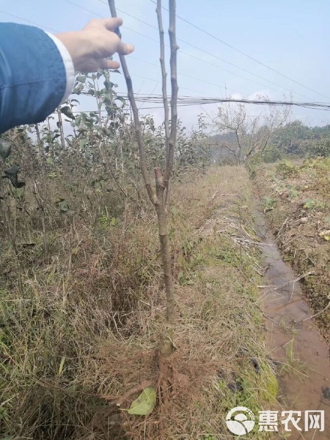 翠冠梨苗  当年挂果脆冠梨树苗，保证品种，欢迎实地考察，量大