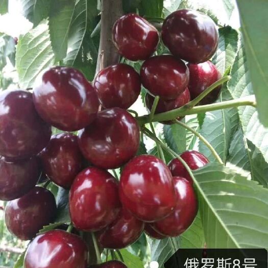 泰安 俄罗斯八号樱桃苗基地俄八矮化大樱桃苗吉塞拉六号砧木嫁接樱桃苗