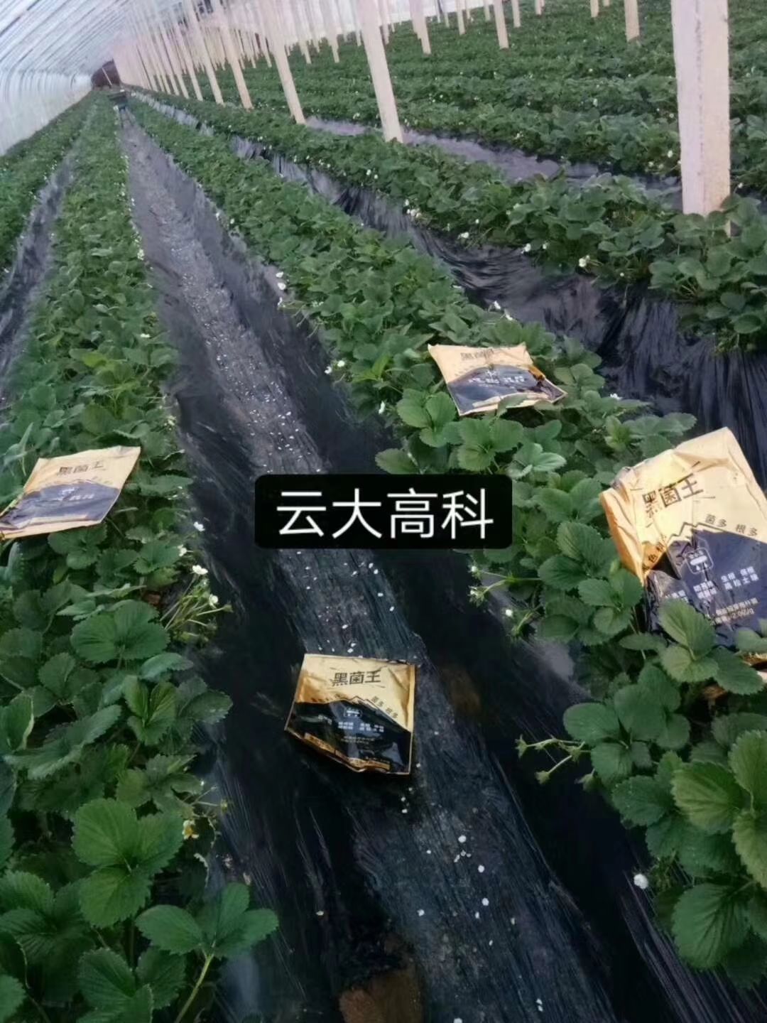 菌肥 黑菌王   全国独一家