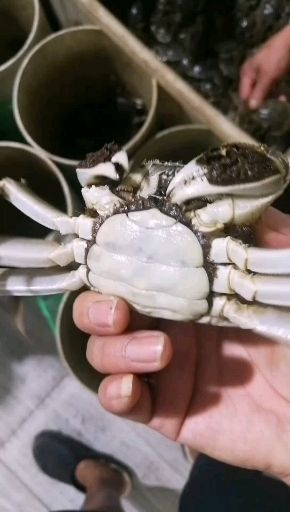 稻田蟹  14母精品大闸蟹
