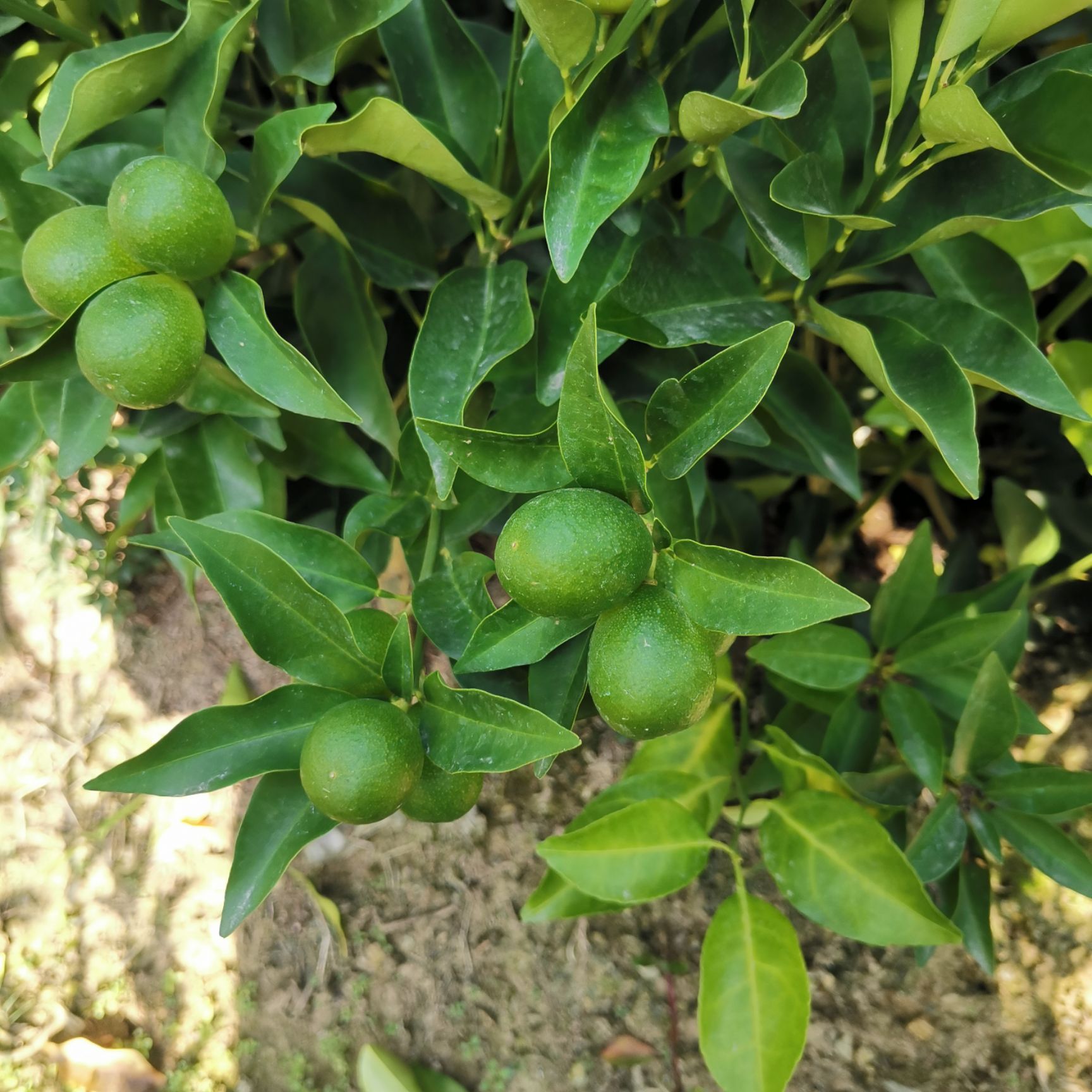 油皮金桔苗  金桔苗，阳朔金桔苗